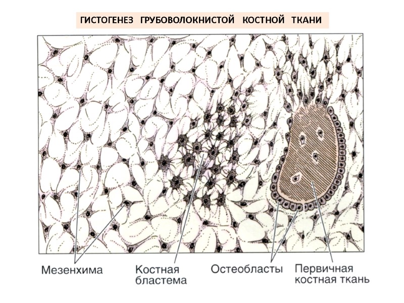 ГИСТОГЕНЕЗ   ГРУБОВОЛОКНИСТОЙ   КОСТНОЙ   ТКАНИ